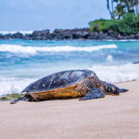 Hawaii Sea Turtle