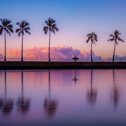 Hawaii Palm Tree Honolulu