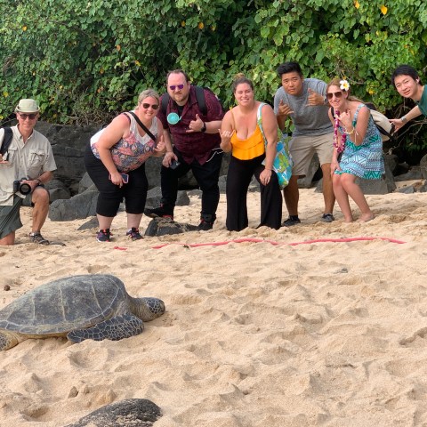 Turtles in Hawaii