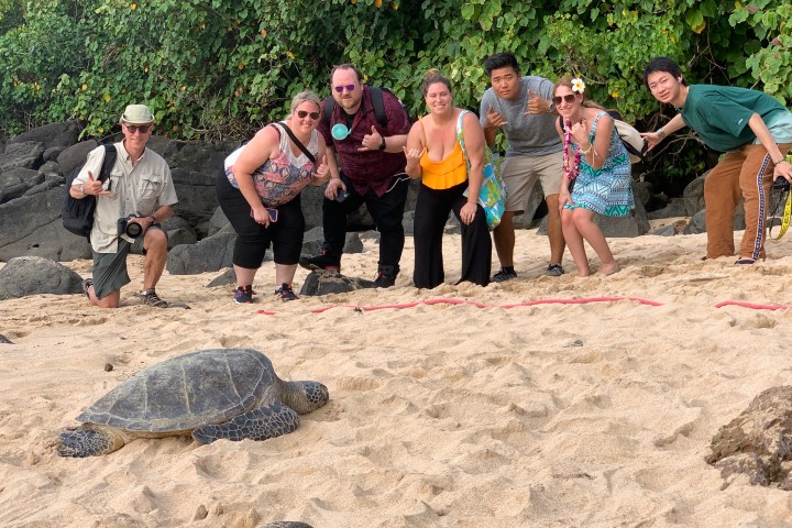 Turtles in Hawaii