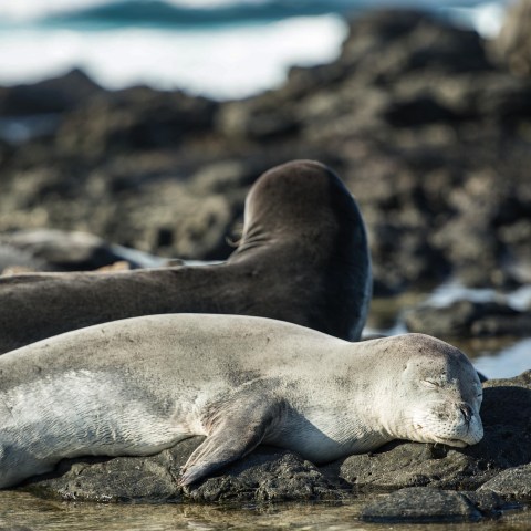 Monk Seals